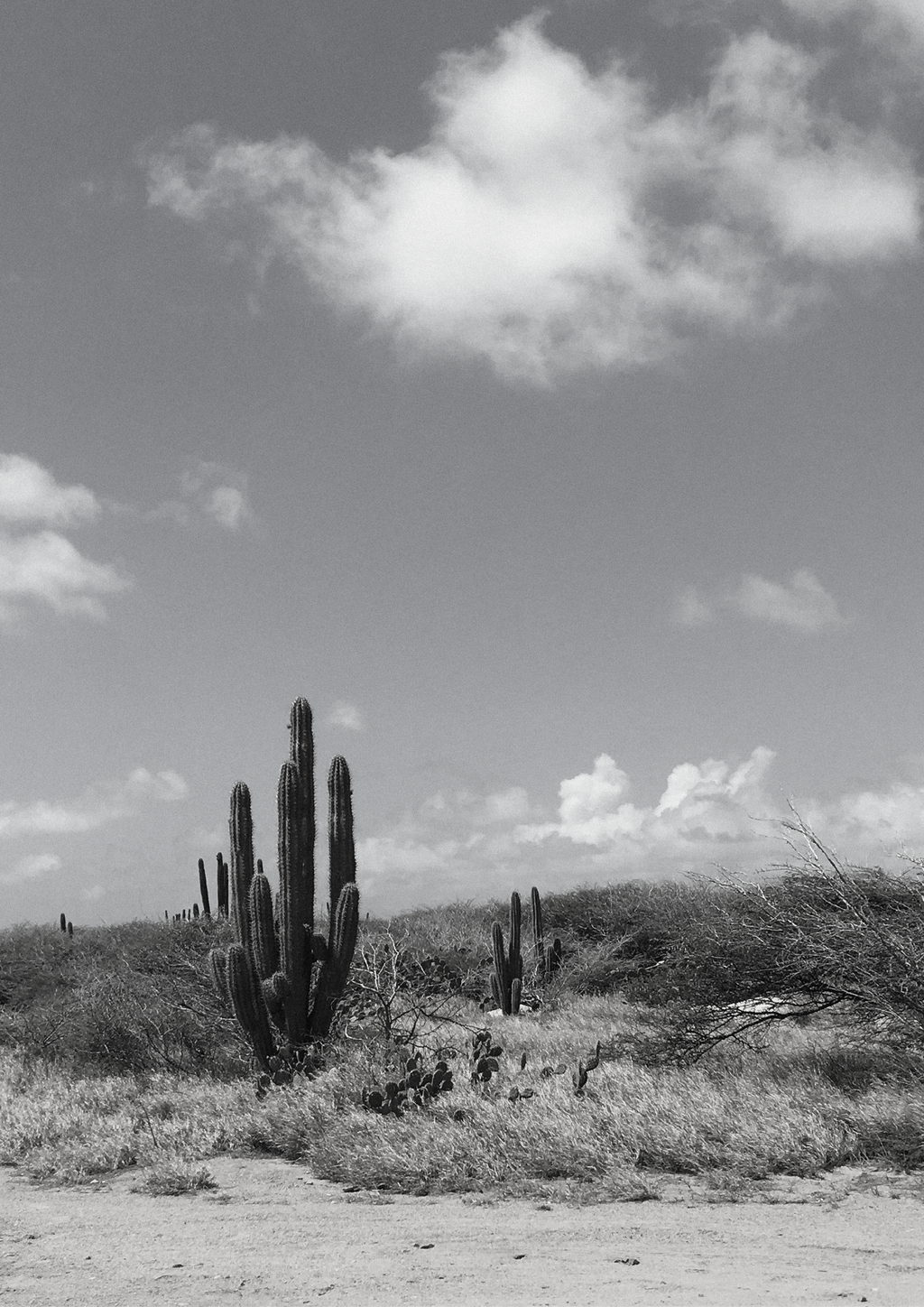 CACTUS