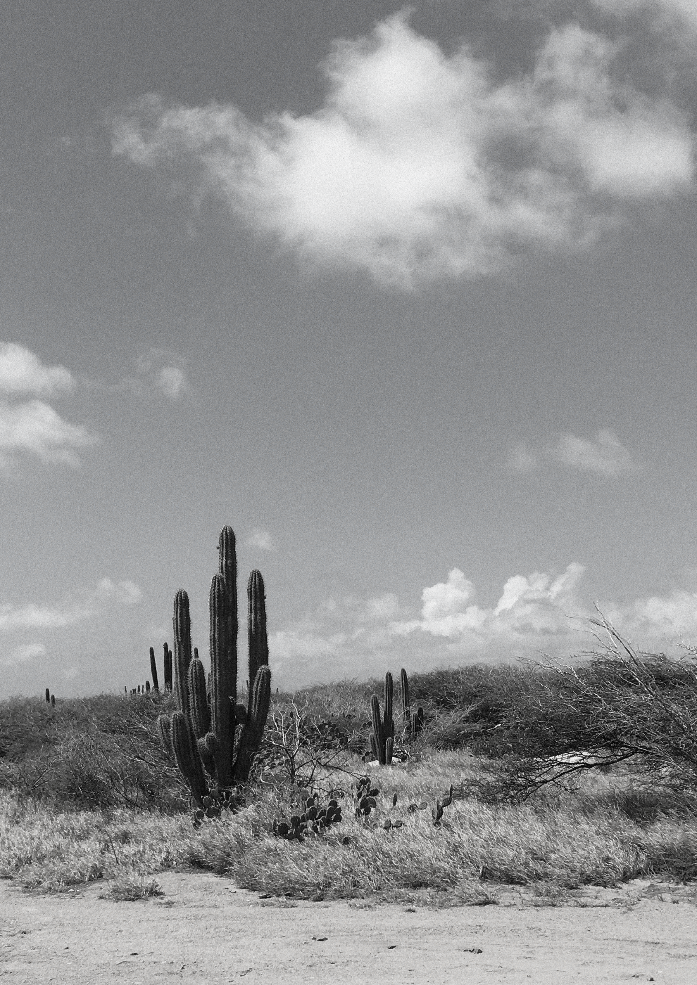 CACTUS